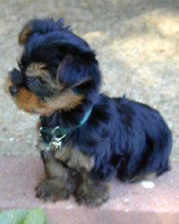 Boudreaux